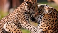 pic for Leopard And Cub 